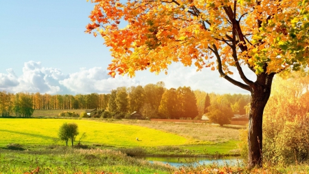 autumn - nature, fun, autumn, forest, field