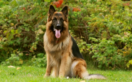 German shepherd