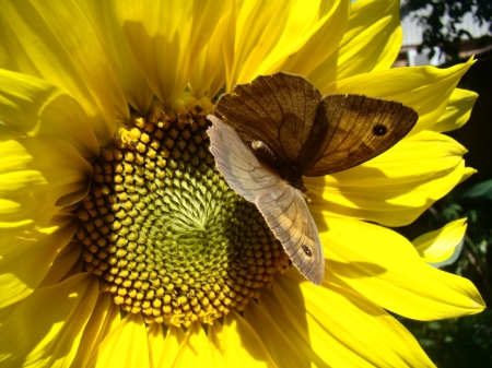 *** Butterfly *** - animal, sunflower, animals, butterflies