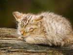 *** Slepping kitten ***