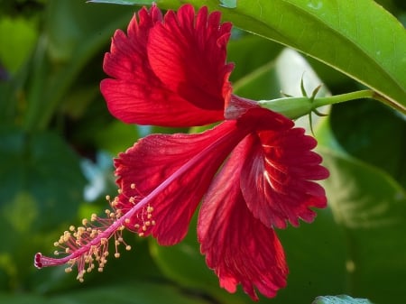 *** Hibiscus *** - flowers, flower, nature, hibiscus