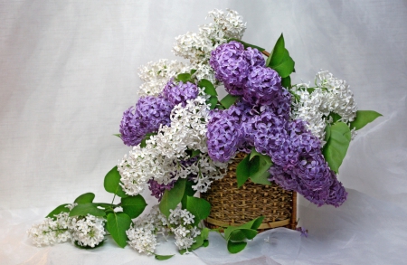 *** Lilacs *** - white, flower, flowers, nature, blue