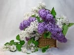 *** Lilacs ***