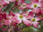 *** Pink flowers ***