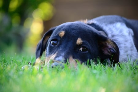 Dog - face, pretty, playful dog, cute, animals, beautiful, sweet, puppy, playful, dogs, puppies, lovely, dog face