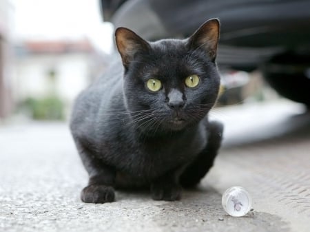 Cat - pretty, cat face, sleepy, paws, kitten, cats, face, sleeping, hat, beautiful, beauty, lovely, sweet, cat, cute, animals, kitty