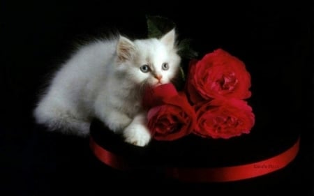 white kitty~red roses - white, red, roses, black, cat