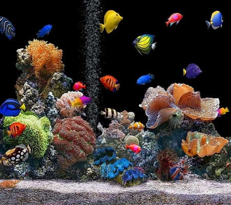 Fishbowl - animals, water, beauty, beautiful, ocean, colors, fishes