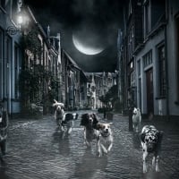 Moon and dogs