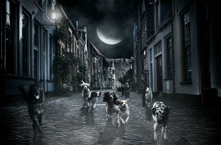 Moon and dogs - puppy, animals, lovely, face, dog face, playful, pretty, beautiful, dogs, playful dog, sweet, cute, puppies