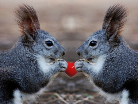 Squirrel Love! - love, squirrel, couple, animals, heart, valentine, red, animal, sweet, cute