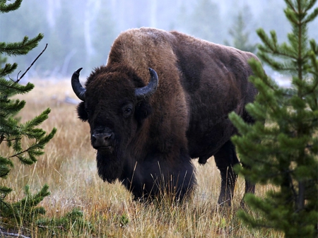 Bison - Other & Animals Background Wallpapers on Desktop Nexus (Image ...