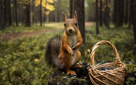 Squirrel - squirrel, forest, red, animal, green, tree, basket, cute