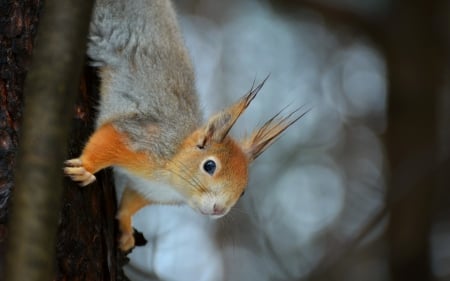 Squirrel - animal, cute, orange, tree, squirrel