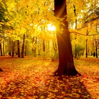 Forest sunlight