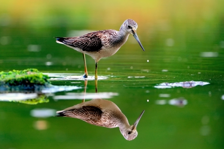 Bird - bird, animal, water, nature