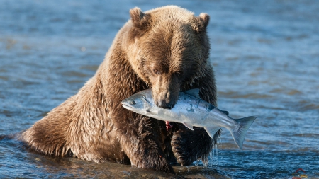 Grizzly Bear - animal, bear, water, grizzly