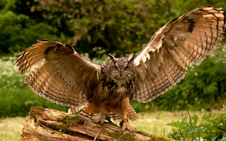 Owl - owl, bird, nature, wild