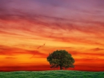 lone tree under orange sky