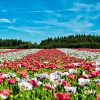 Poppy Field!