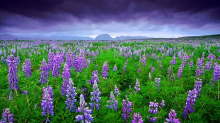 beautiful purple field of lupins in iceland - purple, mountains, clouds, flowers, fields