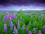 beautiful purple field of lupins in iceland