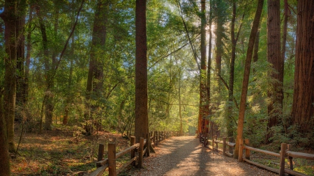 lovely trail through a forest - forest, fence, trail, sunshine