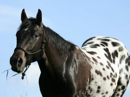 appaloosa - running, war horse, desktop, appaloosa, fast, animal, horses, draft horse, art, wallpaper