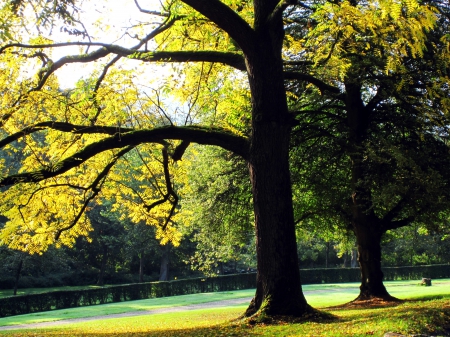 Autumn leaves - nature, autumn, trees, photography