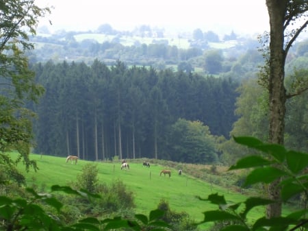 Countryside - grass, trees, nature, photography