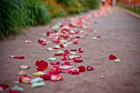 Path of Petals - romantic, roses, petals, splendor, romance, road, path