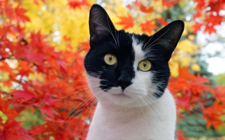 autumn kitty - autumn, fall, cat, kitty, animals, animal, kitten