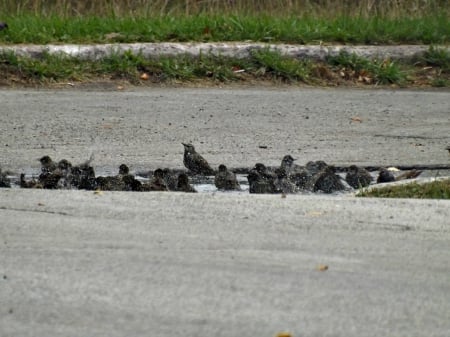 starlings - nature, starlings, birds, photography