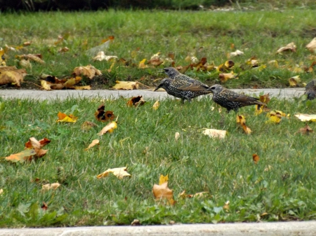 starlings - starlings, birds, autumn, green, grass