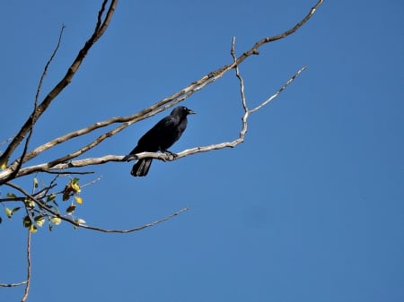 black crow - crow, sky, black, birds