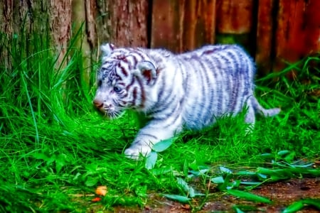 Little tiger - sleepy, cute, beautiful, cat, sleeping, kitty, cats, hat, cat face, paws, face, animals, pretty, beauty, sweet, kitten, lovely