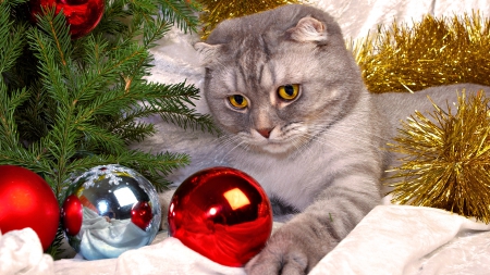 *** Cat in Holiday  *** - animal, holiday, cats, cat, animals