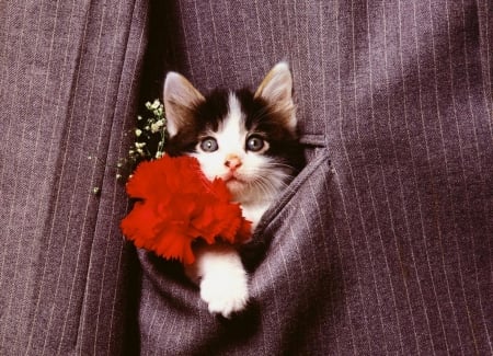 In pocket - cat, image, color, wallpaper, cute, new, expression