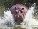 Hippo