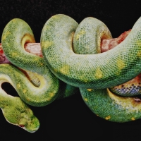 Green boa