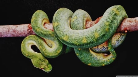 Green boa - snake, HD, nature, green boa, boa, predator, reptiles, animals, wildlife, wild, wallpaper