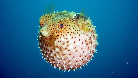 Puffer Fish - entertainment, people, technology, other