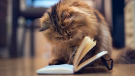 Read A Book - entertainment, people, cats, animals, technology, other