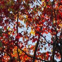 Autumn Trees