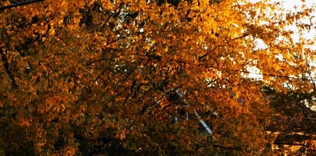 Golden Autumn - Golden Autumn, pretty autumn, pretty fall, Golden fall