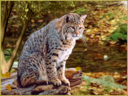 lynx - big cats, autumn, trees, lynx