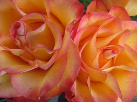 Perfect Petals - Flowers, Plants, Flora, Floral, Petals, Roses