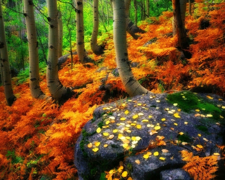 Autumn Forest - fall, stone, trees, colors, leaves