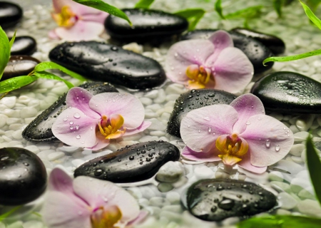 Wet orchids - nice, orchids, droplets, background, wet, lovely, pretty, pink, beautiful, leaves, spa, stones, drops, relax