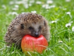 hedgehog with apple